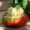 Vegetable Seeds,Garden seeds, Seeds For Planting,Plant Seeds