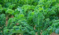 Vegetable Seeds,Garden seeds, Seeds For Planting,Plant Seeds