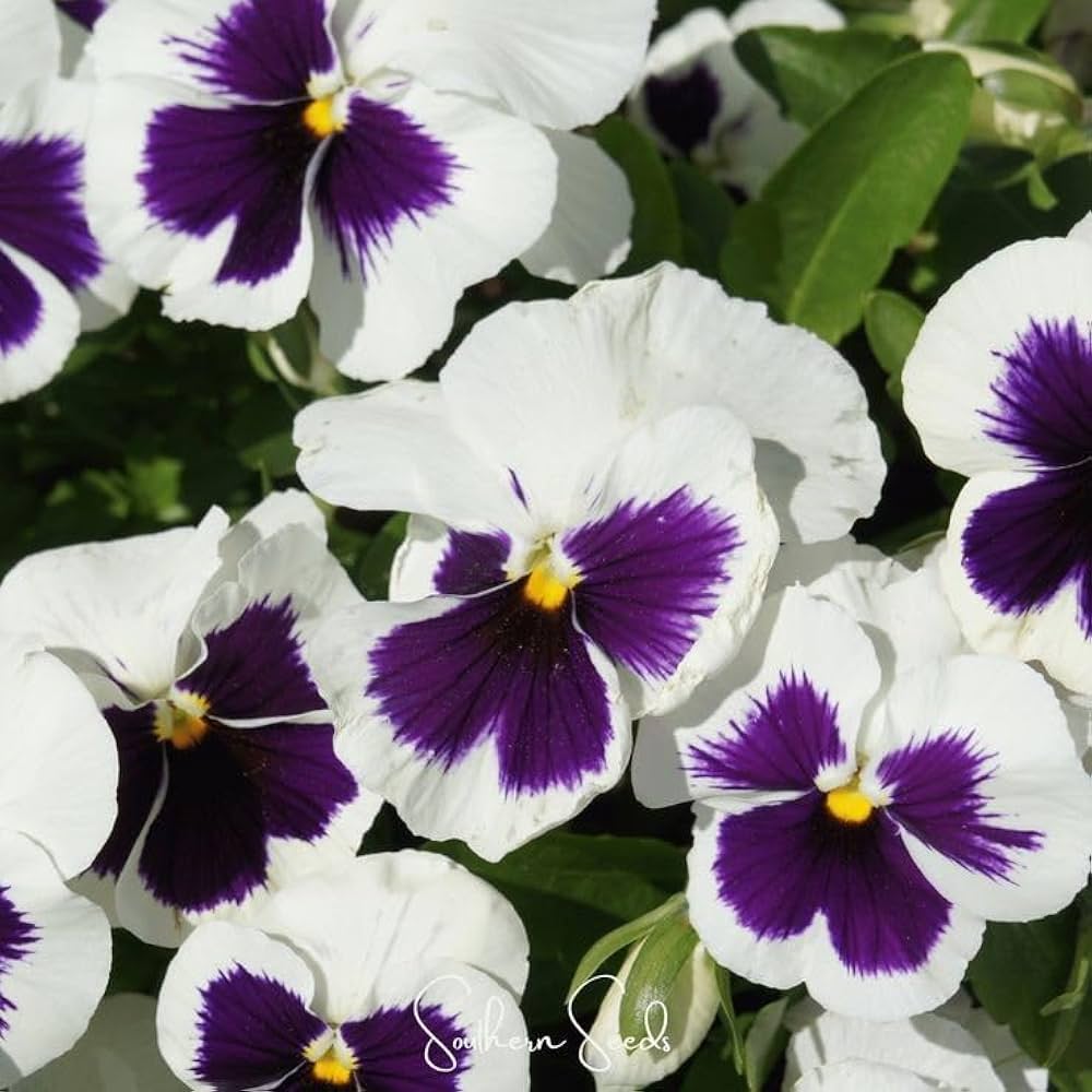 Pansy Flower Seeds for Planting, Mixed Colour – Heirloom, Non-GMO, High Germination Cut Flower Favorite