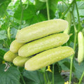 Vegetable Seeds,Garden seeds, Seeds For Planting,Plant Seeds