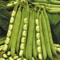 Vegetable Seeds,Garden seeds, Seeds For Planting,Plant Seeds