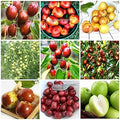 Fruit Seeds,Garden seeds, Seeds For Planting,Plant Seeds