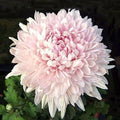 Flower Seeds, Seeds,Seeds For Planting,Plant Seeds