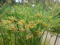 Vegetable Seeds,Garden seeds, Seeds For Planting,Plant Seeds