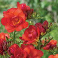Flower Seeds, Seeds,Seeds For Planting,Plant Seeds