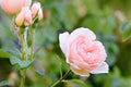 Flower Seeds, Seeds,Seeds For Planting,Plant Seeds