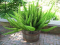 Vegetable Seeds,Garden seeds, Seeds For Planting,Plant Seeds