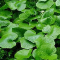 Vegetable Seeds,Garden seeds, Seeds For Planting,Plant Seeds