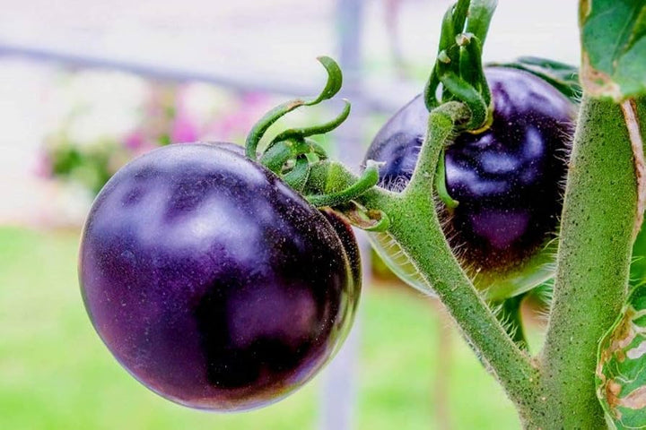 Purple Cherry Tomato Vegetable Seeds for Planting – Juicy heirloom & non-GMO variety for small gardens