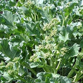 Vegetable Seeds,Garden seeds, Seeds For Planting,Plant Seeds