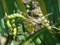 Vegetable Seeds,Garden seeds, Seeds For Planting,Plant Seeds