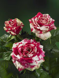 Flower Seeds, Seeds,Seeds For Planting,Plant Seeds