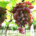 Fruit Seeds,Garden seeds, Seeds For Planting,Plant Seeds
