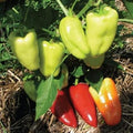 Vegetable Seeds,Garden seeds, Seeds For Planting,Plant Seeds