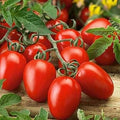 Vegetable Seeds,Garden seeds, Seeds For Planting,Plant Seeds