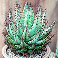 Fruit Seeds,Garden seeds, Seeds For Planting,Plant Seeds