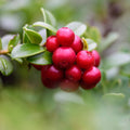 Fruit Seeds,Garden seeds, Seeds For Planting,Plant Seeds