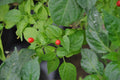 Vegetable Seeds,Garden seeds, Seeds For Planting,Plant Seeds