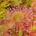 Flower Seeds, Seeds,Seeds For Planting,Plant Seeds