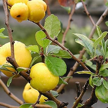 Fruit Seeds,Garden seeds, Seeds For Planting,Plant Seeds
