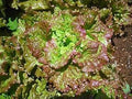 Vegetable Seeds,Garden seeds, Seeds For Planting,Plant Seeds