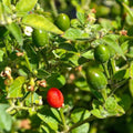 Chiltepin Hot Pepper Seeds for Planting – Heirloom, Non-GMO, Wild Spicy Chili – High Germination
