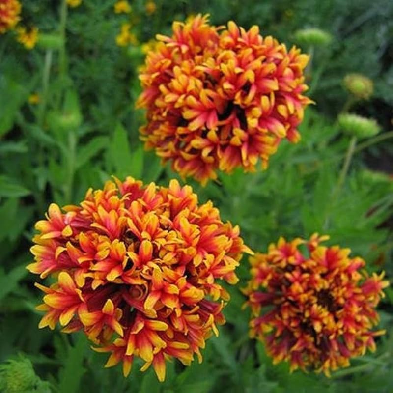 Indian Blanket WildFlower seeds for Planting - Cut Flower Favorite, Heirloom & GMO Free Seeds for Home Garden