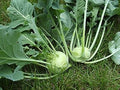Vegetable Seeds,Garden seeds, Seeds For Planting,Plant Seeds