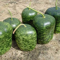 Fruit Seeds,Garden seeds, Seeds For Planting,Plant Seeds
