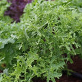 Herb Seeds,Garden seeds, Seeds For Planting,Plant Seeds