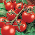Vegetable Seeds,Garden seeds, Seeds For Planting,Plant Seeds