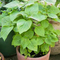 Herb Seeds,Garden seeds, Seeds For Planting,Plant Seeds