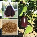 Vegetable Seeds,Garden seeds, Seeds For Planting,Plant Seeds