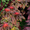 Vegetable Seeds,Garden seeds, Seeds For Planting,Plant Seeds