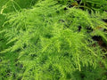 Vegetable Seeds,Garden seeds, Seeds For Planting,Plant Seeds