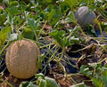 Fruit Seeds,Garden seeds, Seeds For Planting,Plant Seeds