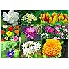 Heirloom Non‑GMO Kalimeris Indica Flower Seeds for Planting – Sun Loving, High Germination Garden Seed