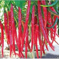 Vegetable Seeds,Garden seeds, Seeds For Planting,Plant Seeds