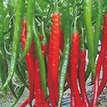 Vegetable Seeds,Garden seeds, Seeds For Planting,Plant Seeds