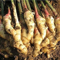 Vegetable Seeds,Garden seeds, Seeds For Planting,Plant Seeds