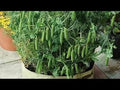 Vegetable Seeds,Garden seeds, Seeds For Planting,Plant Seeds