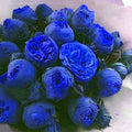 Flower Seeds, Seeds,Seeds For Planting,Plant Seeds