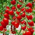 Vegetable Seeds,Garden seeds, Seeds For Planting,Plant Seeds