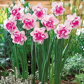 Baby Pink Fuchsia Seeds - Heirloom Non-GMO Flowers  Earthechoseeds
