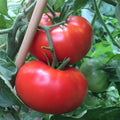 Vegetable Seeds,Garden seeds, Seeds For Planting,Plant Seeds