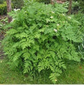 Vegetable Seeds,Garden seeds, Seeds For Planting,Plant Seeds