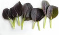 Vegetable Seeds,Garden seeds, Seeds For Planting,Plant Seeds