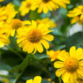 Herb Seeds,Garden seeds, Seeds For Planting,Plant Seeds