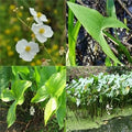 Vegetable Seeds,Garden seeds, Seeds For Planting,Plant Seeds