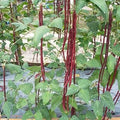 Vegetable Seeds,Garden seeds, Seeds For Planting,Plant Seeds